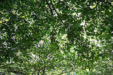 日本玩家成最大输家 《幻兽帕鲁》暂不登陆PS5日服