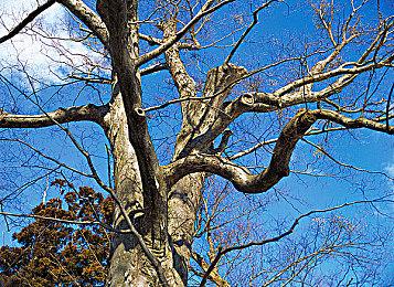 《Bye Sweet Carole》Steam正式推出 奇幻惊悚冒险