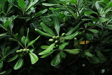 《仙剑奇侠传7》拜年视频 泉隐村烟火绚丽