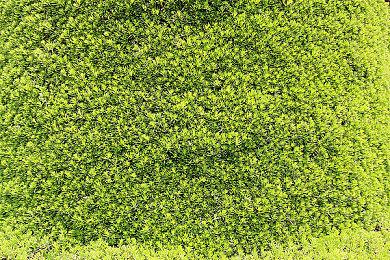 《俄罗斯方块99》联动《碧姬公主：表演时刻》 4月5日上线